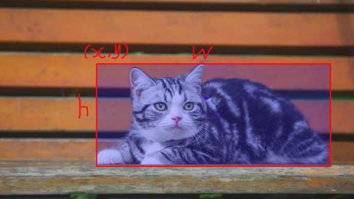 Bounding box of a detected cat